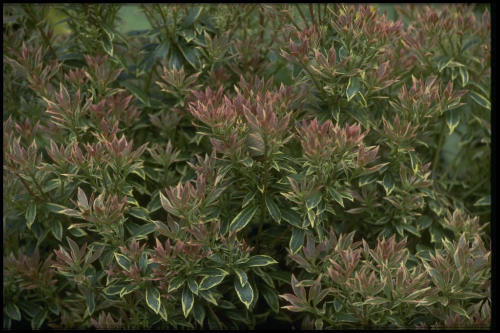 Pieris japonica 'Little Heath'