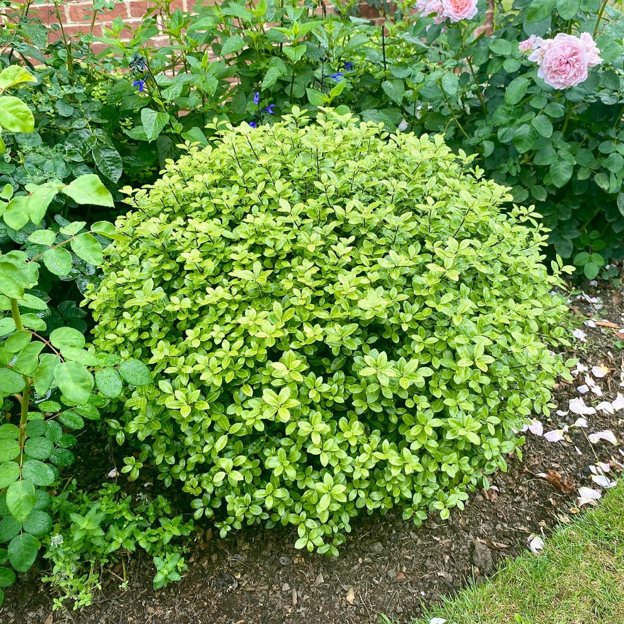 Pittosporum 'Golf Ball' (Pittosporum tenuifolium)