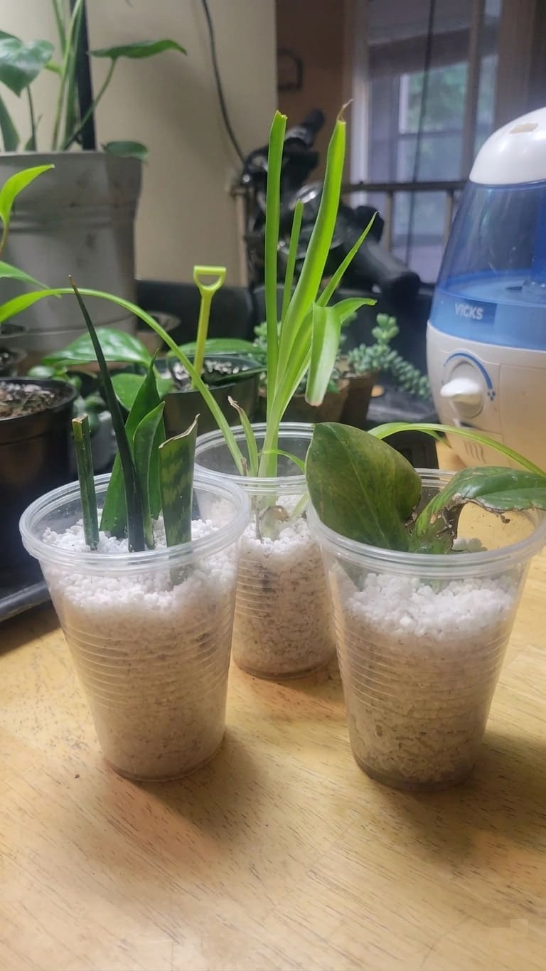 Propagating Cuttings in Perlite