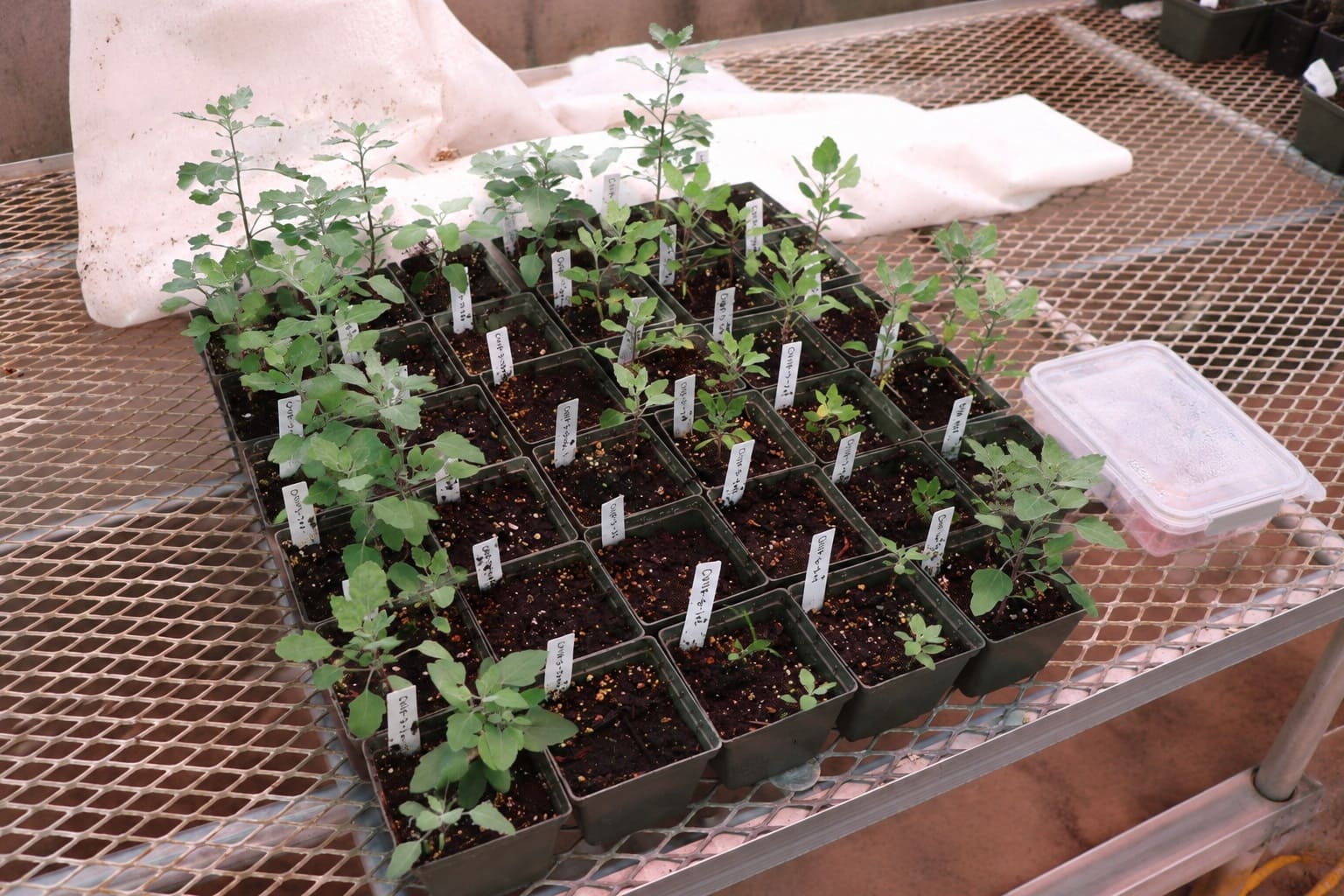 Quinoa Seedlings