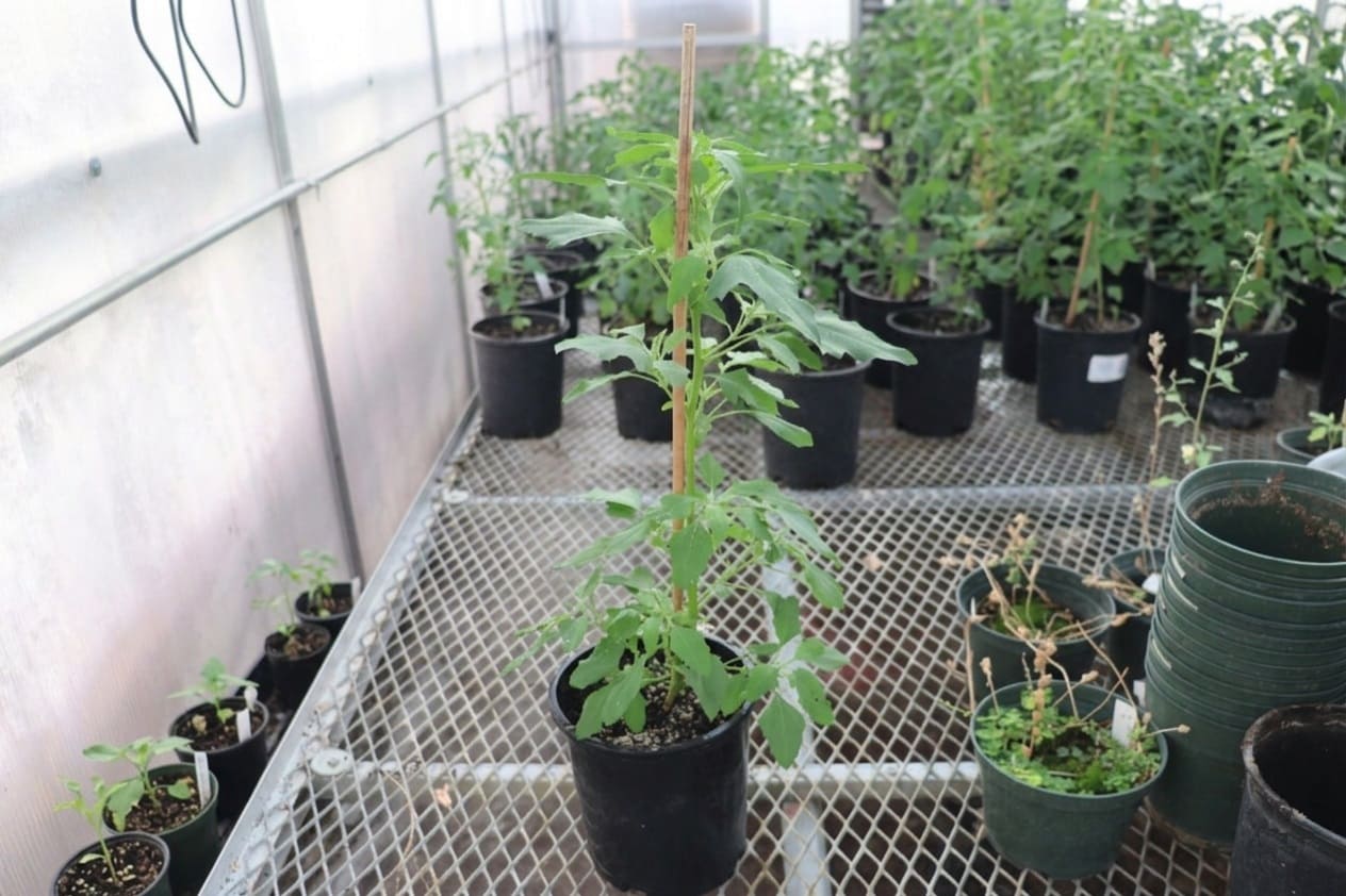 Quinoa in Container