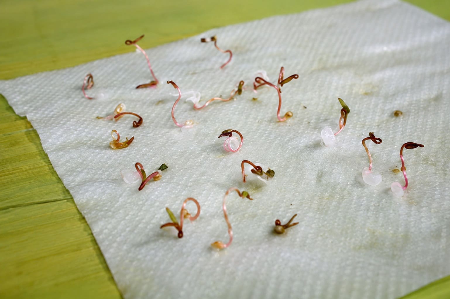 Quinoa seed germination