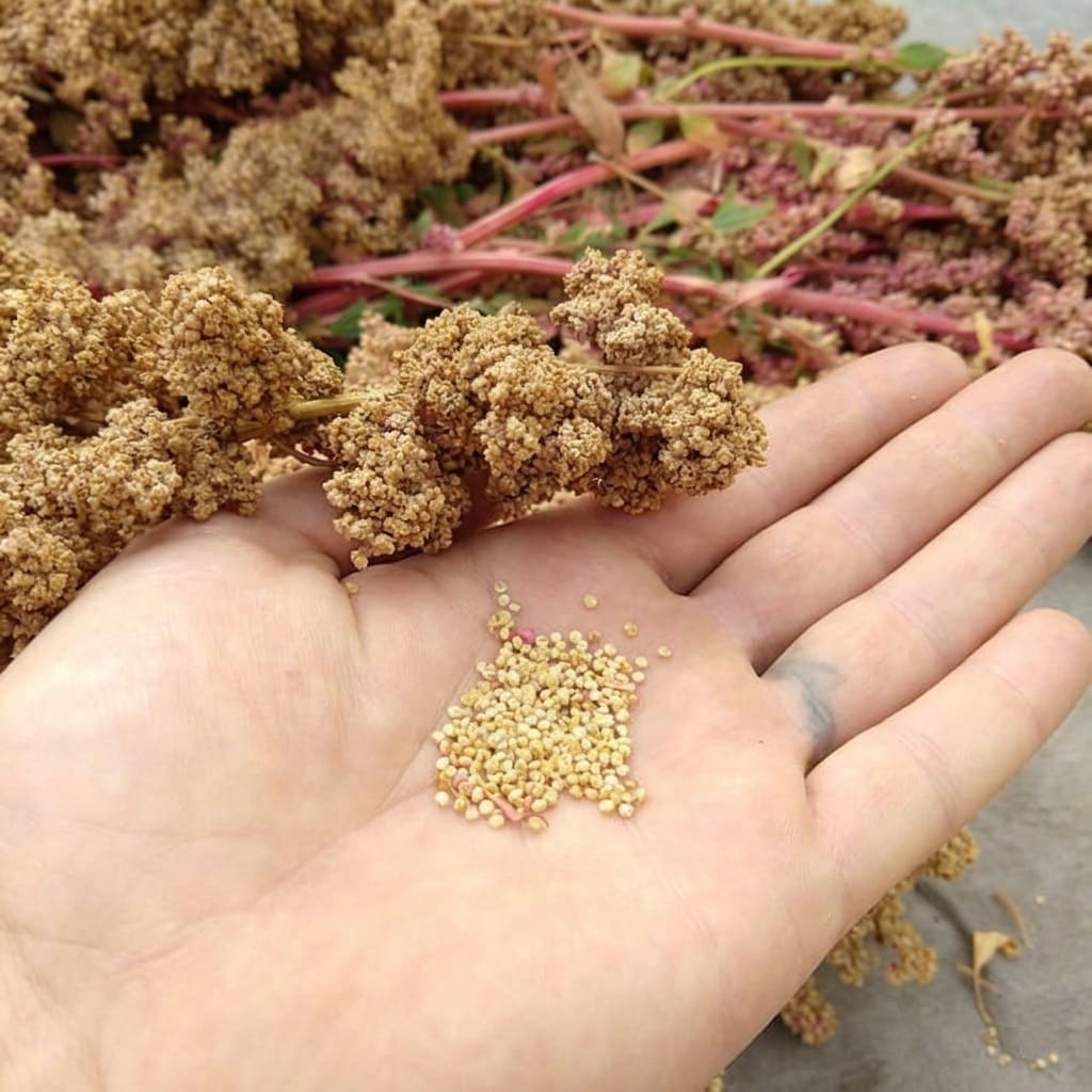 Quinoa seeds