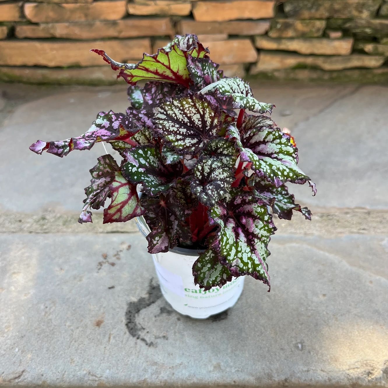 Rex begonias