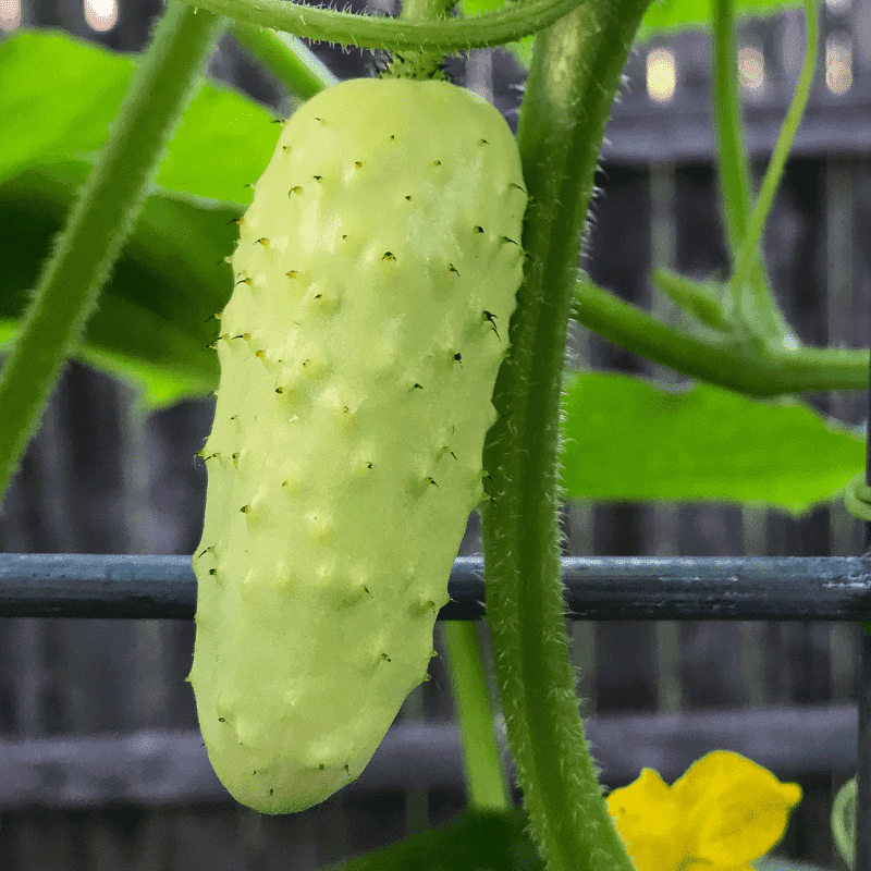 Salt and Pepper Cucumbers