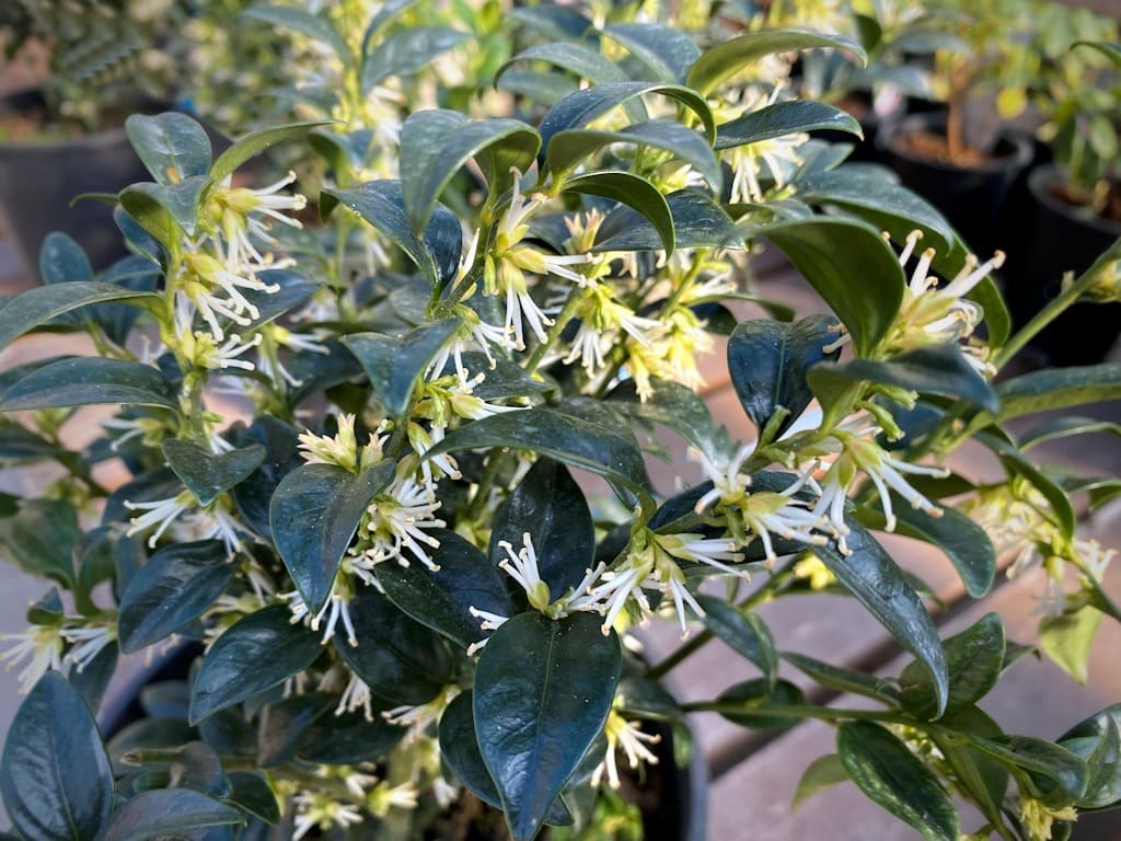 Sarcococca (Christmas box, sweet box)