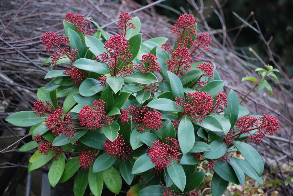 Skimmia japonica