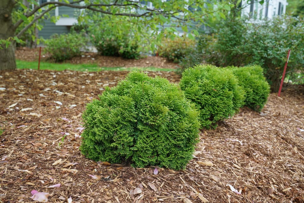 'Tater Tot' arborvitae (Thuja occidentalis)