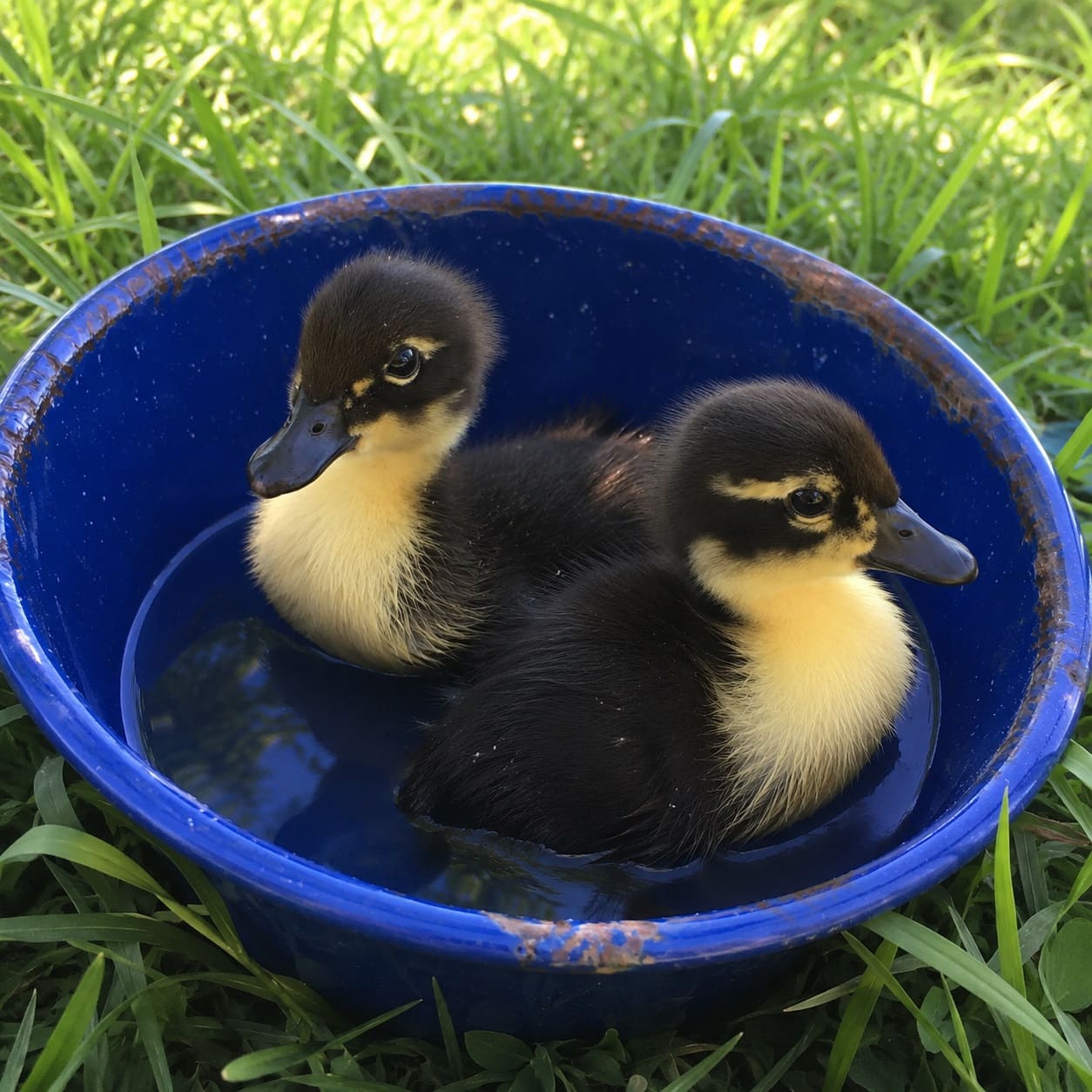 Water setup For Ducklings