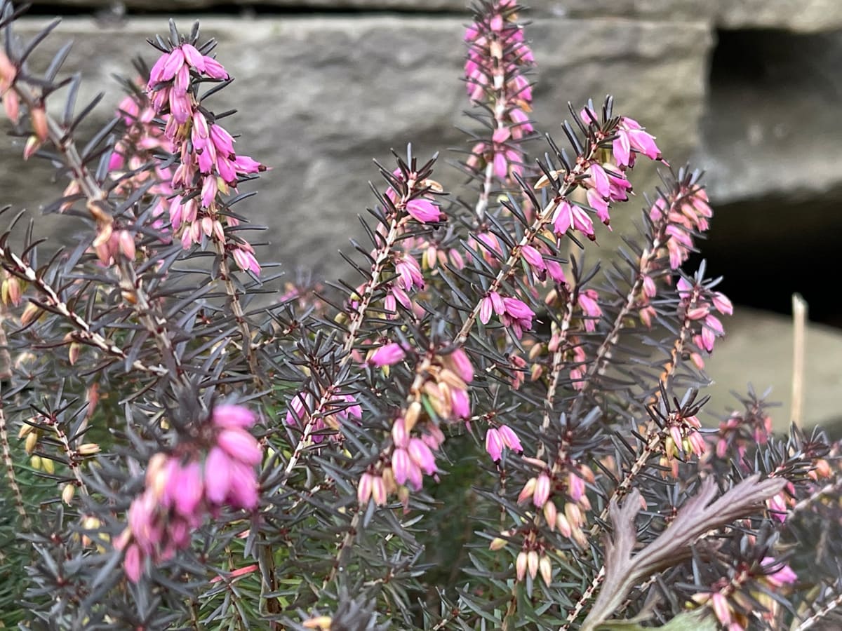 Winter heath (Erica carnea)