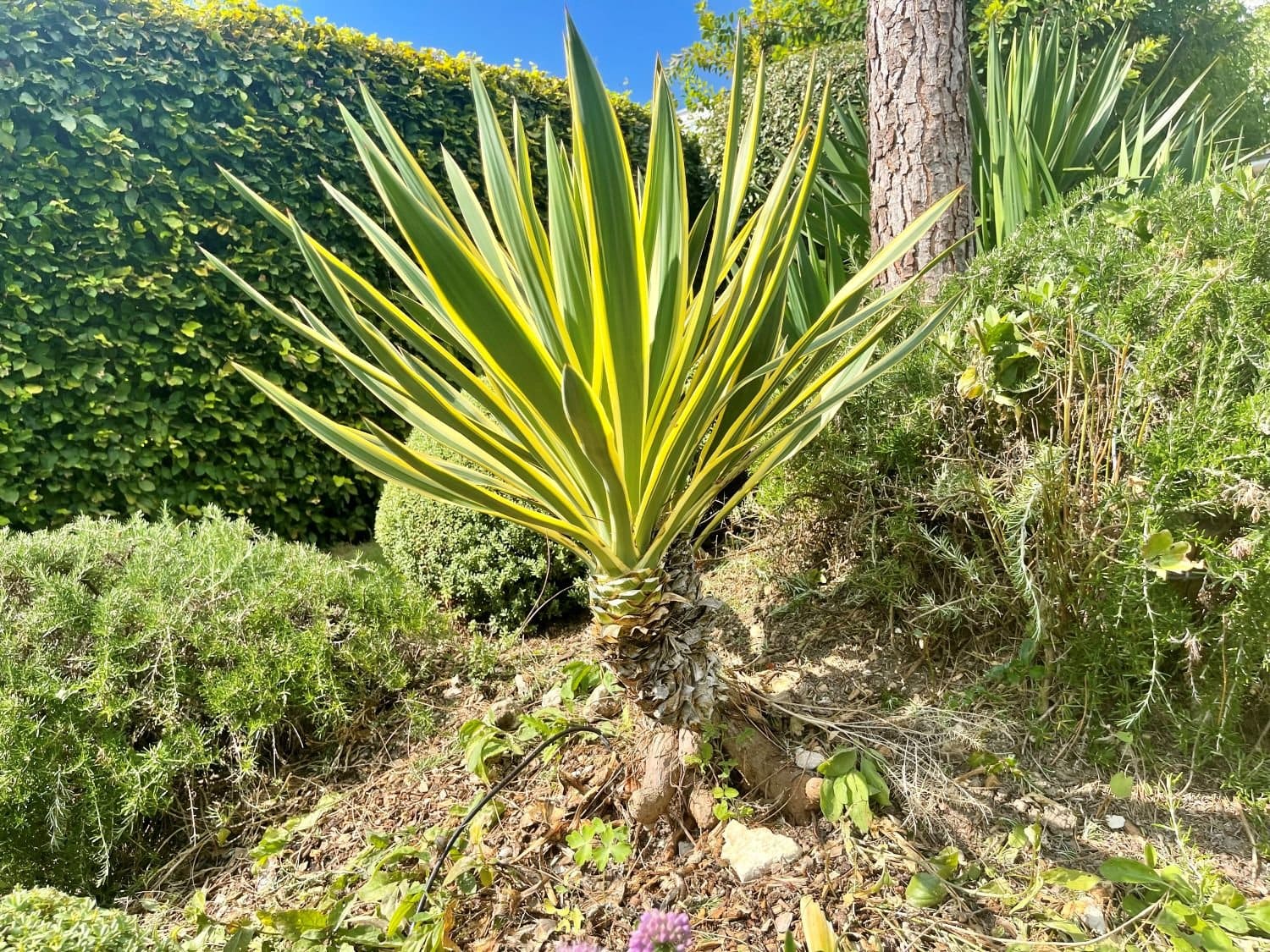 Yucca gloriosa variegata
