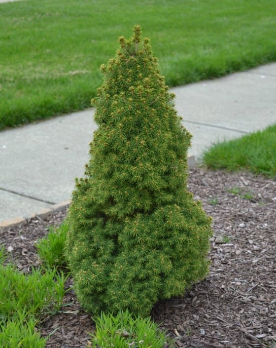 dwarf Alberta spruce