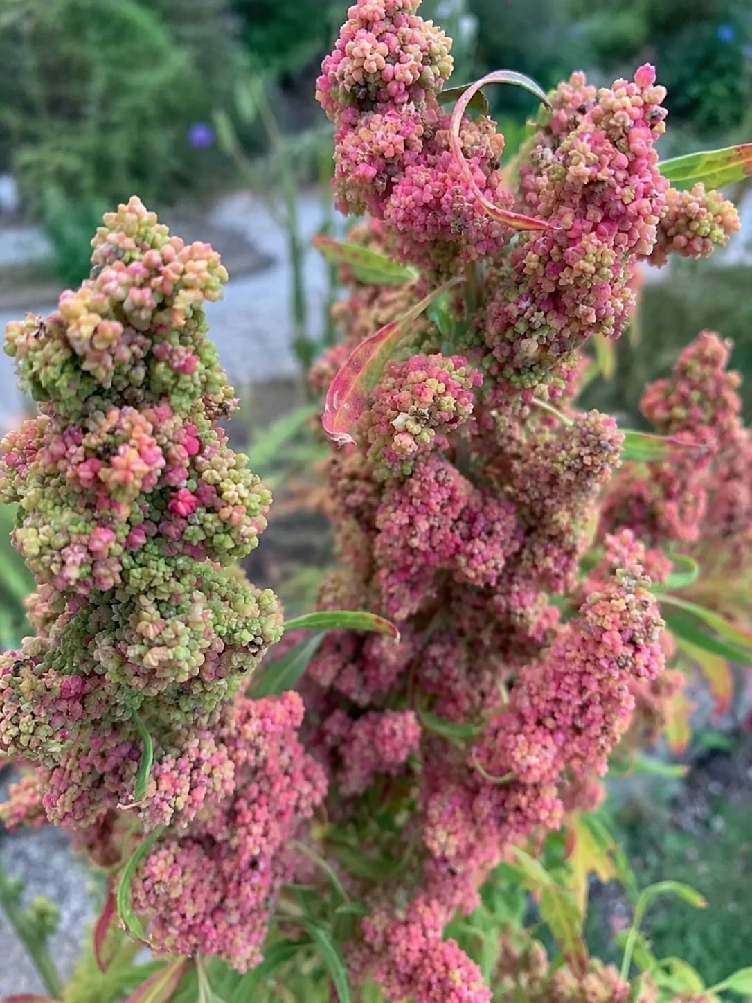 quinoa (Chenopodium quinoa)