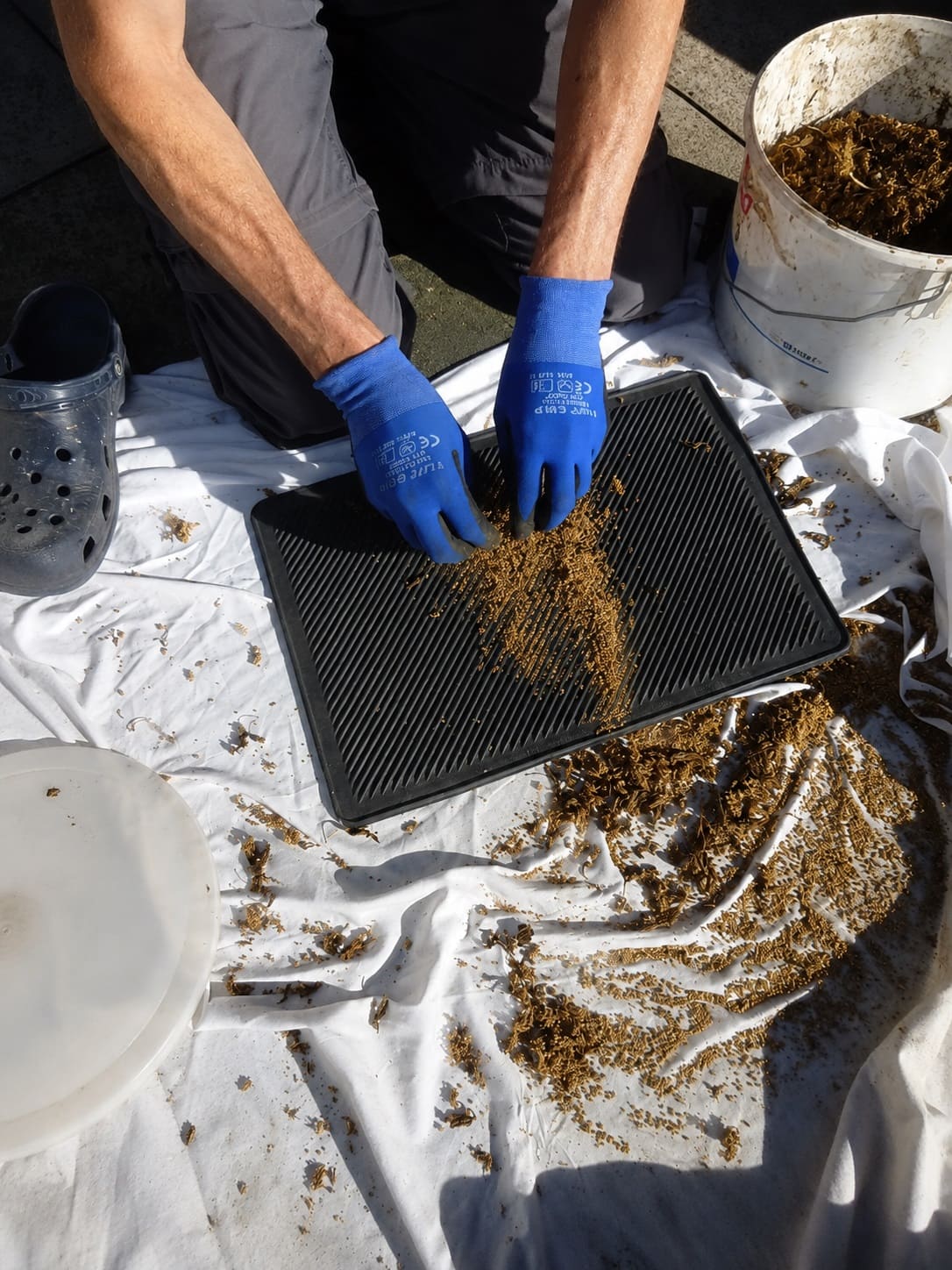 rub or crush the Quinoa seed heads