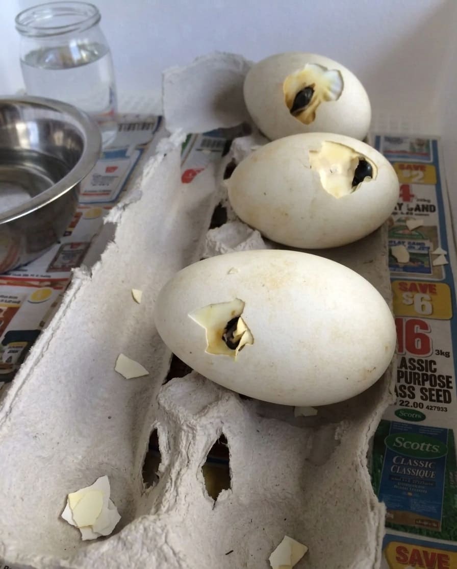 the gosling breaks through the outer shell