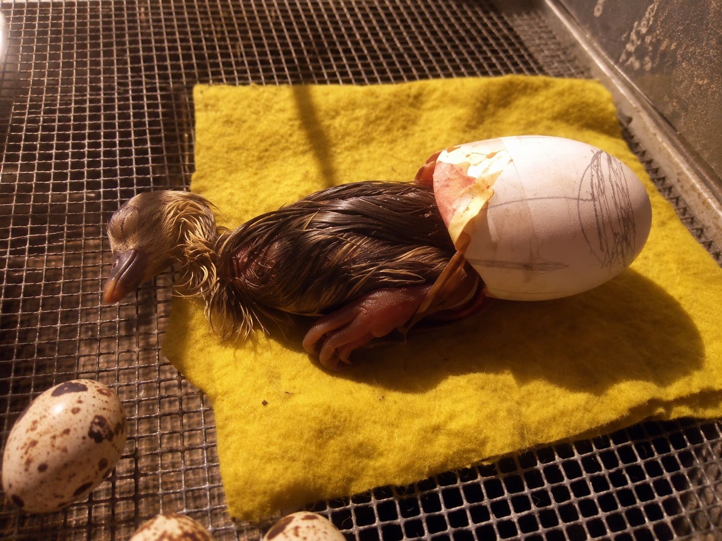 the gosling pushes the two halves apart and tumbles out