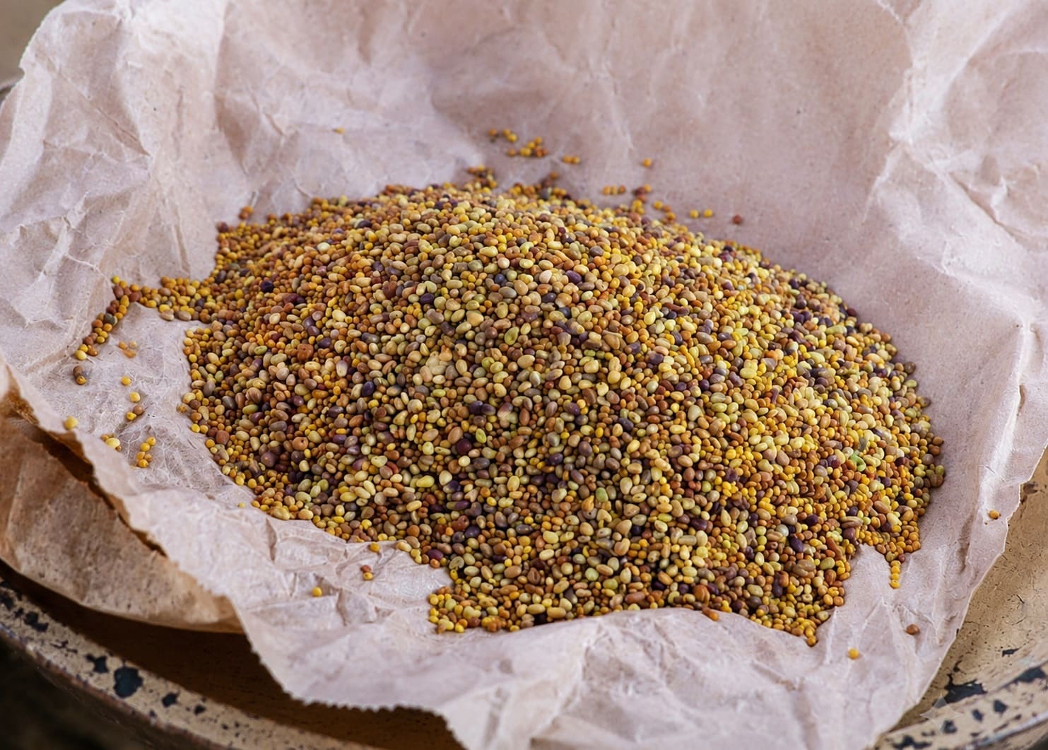 Clover seeds