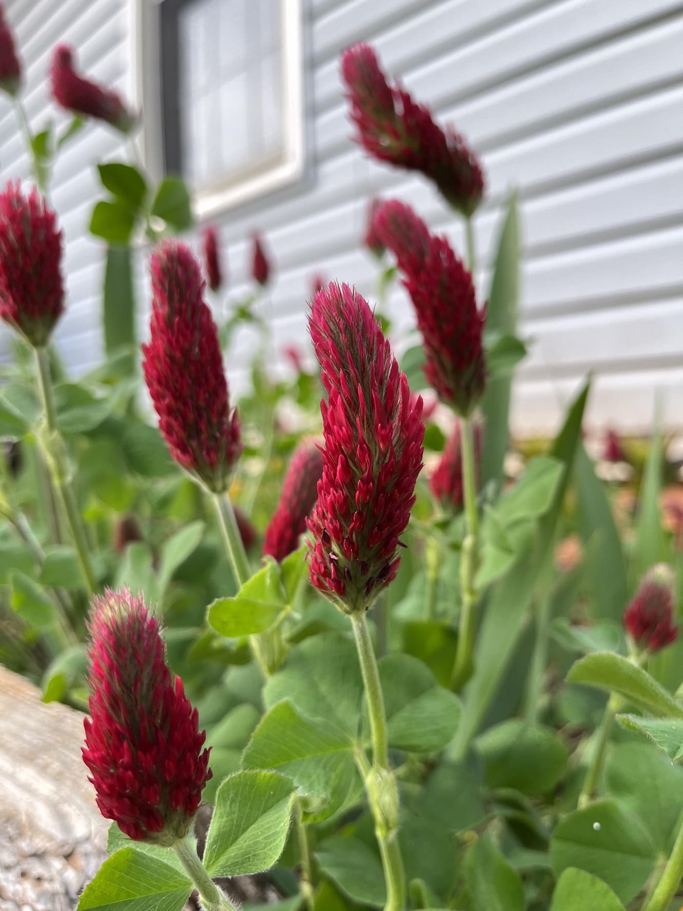 Crimson clover
