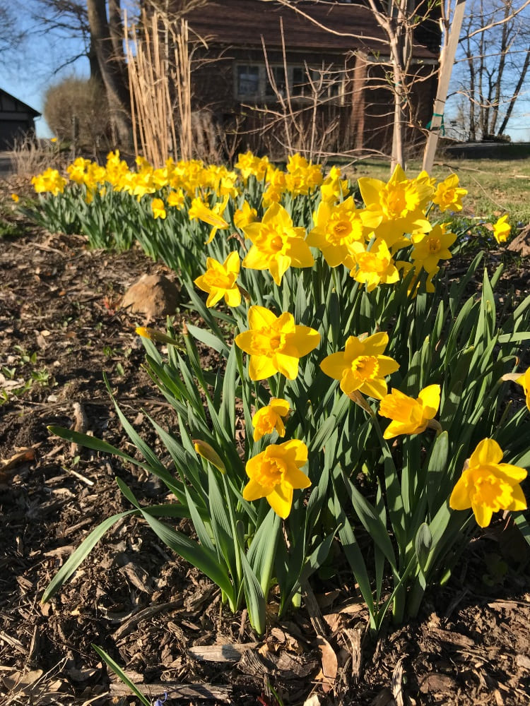 Daffodils in the Garden