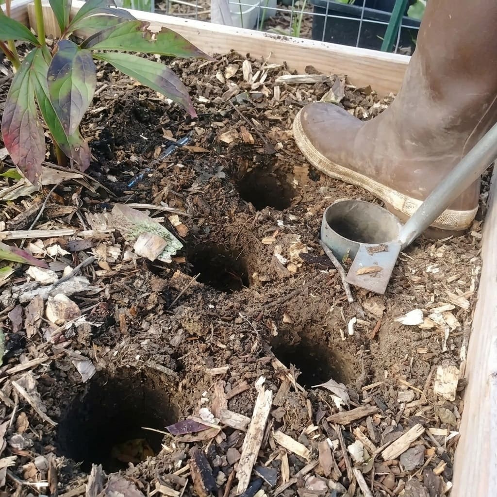 Digging holes to plant Daffodil Bulbs