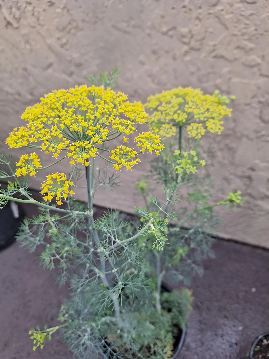 Dill Flowers