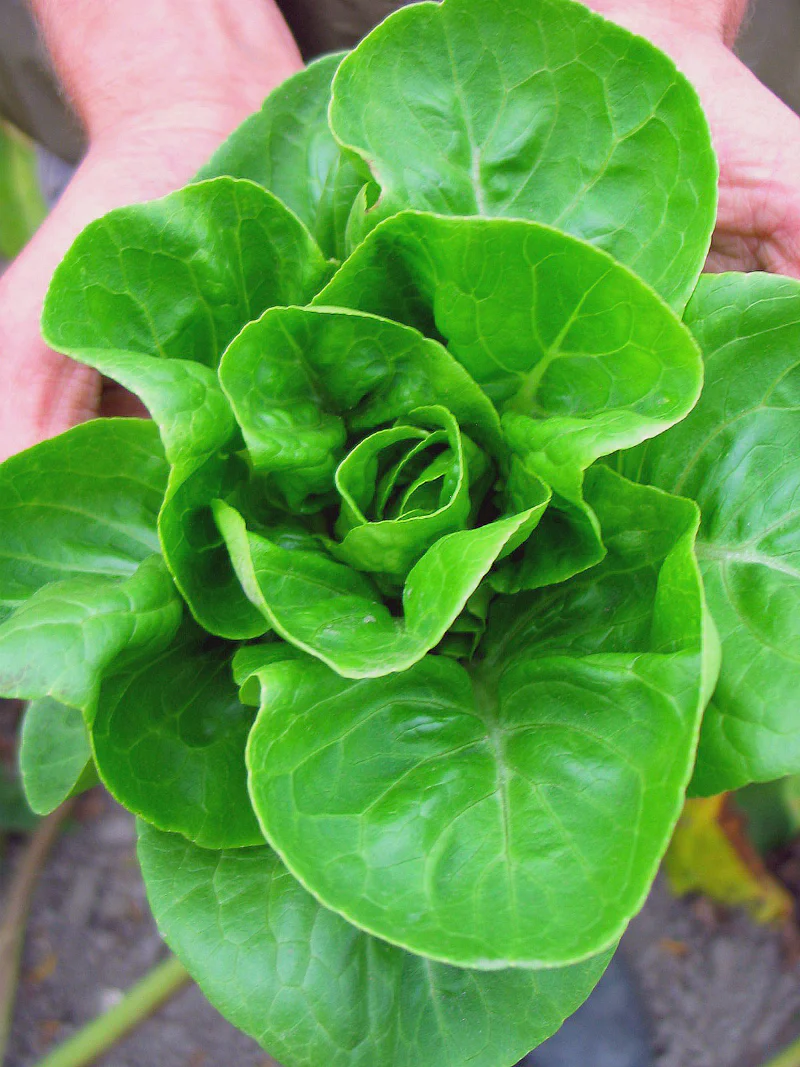 Little Gem Lettuce
