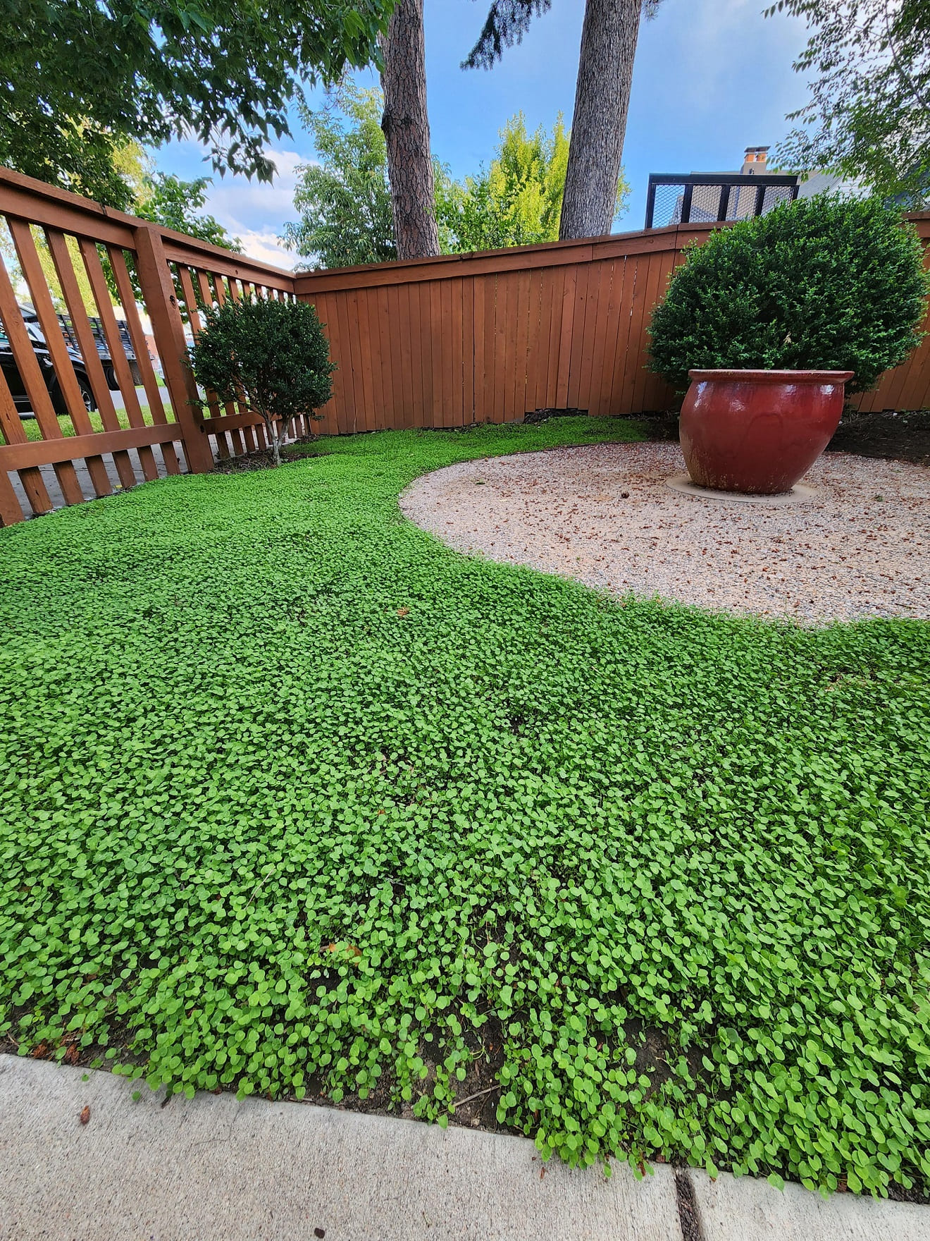 Microclover