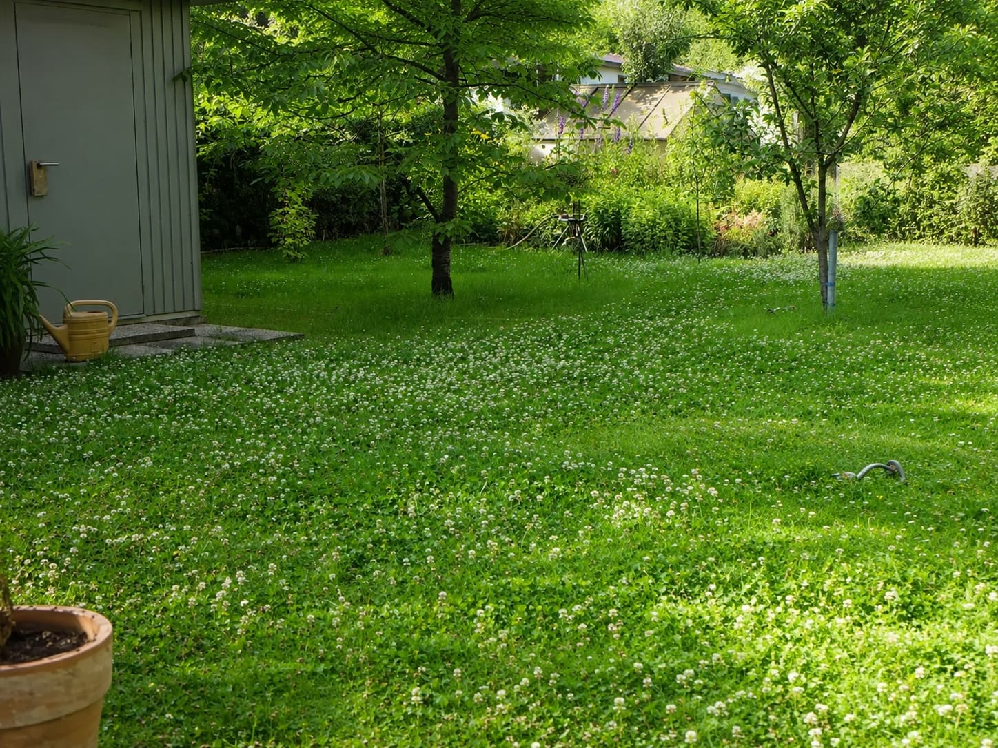 Planting a Clover Lawn