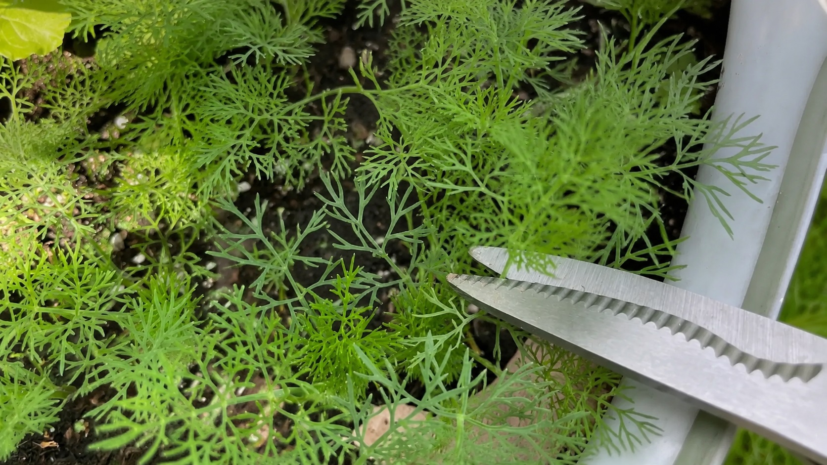 Pruning Dill