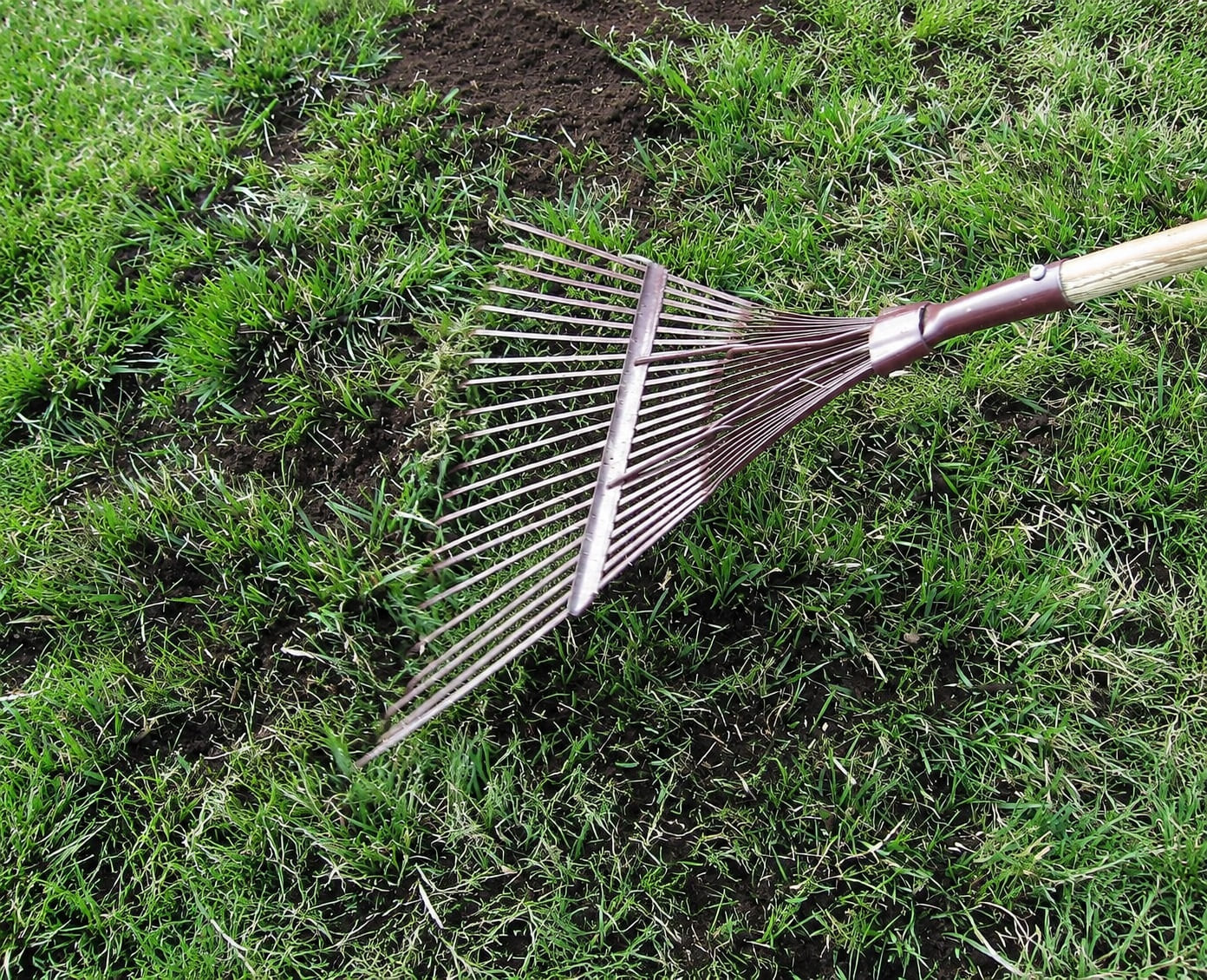 Rake out the thatch for a Clover Lawn