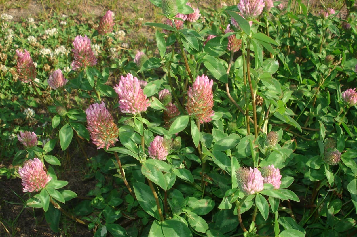 Red clover