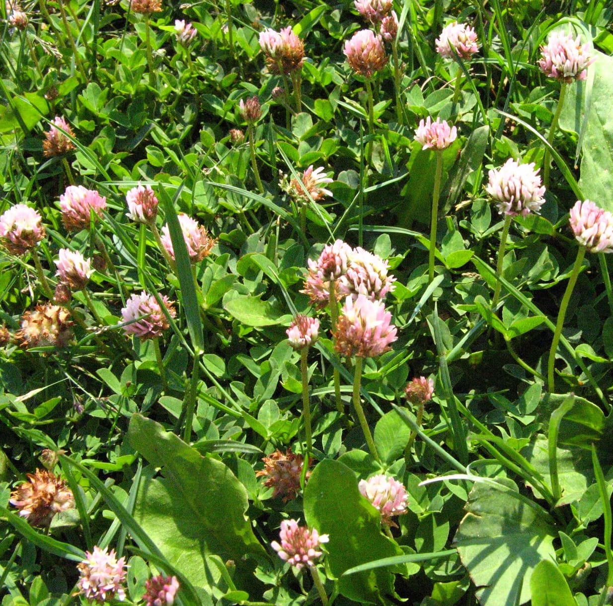 Strawberry clover
