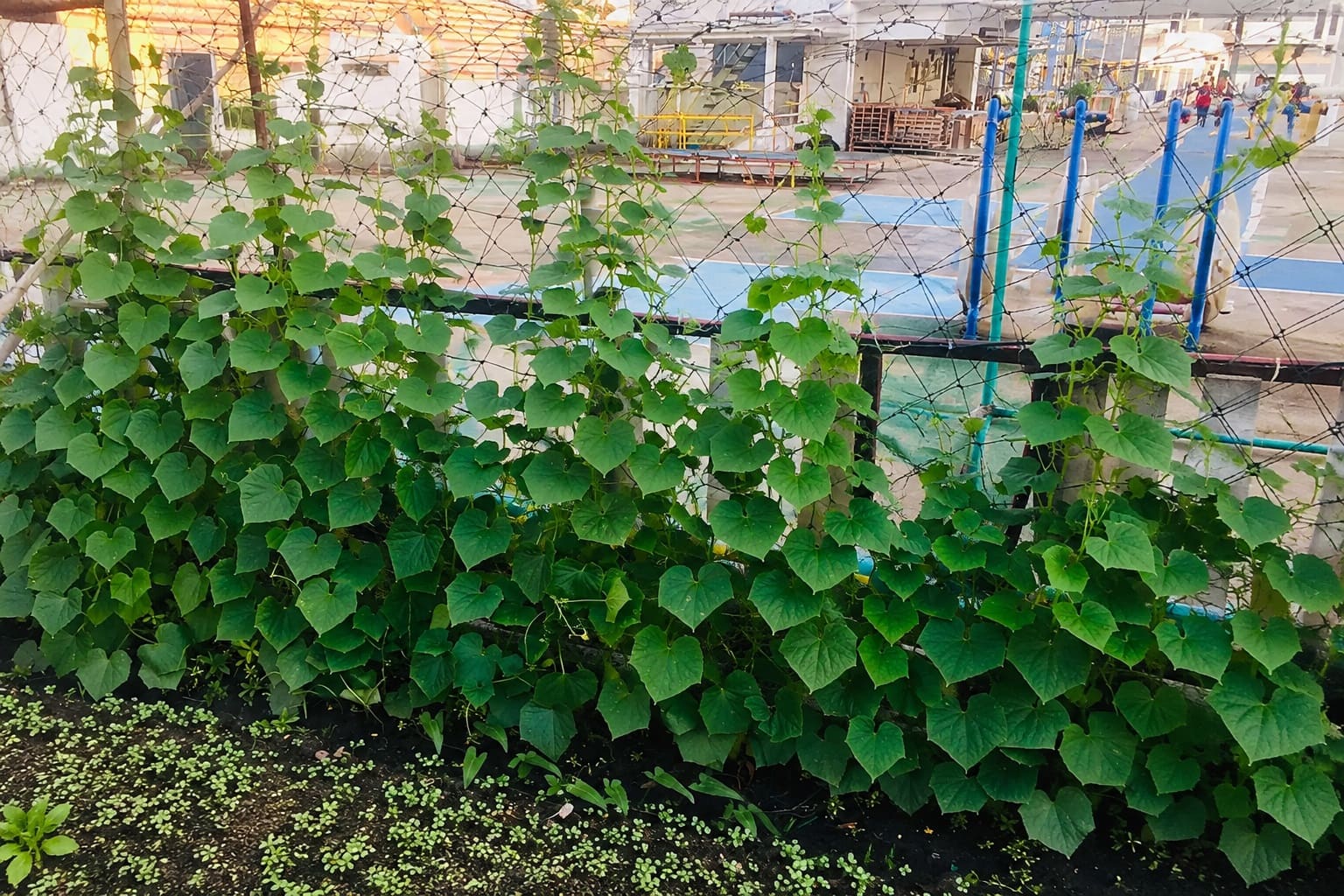 The Cucumber wire fence Trellis