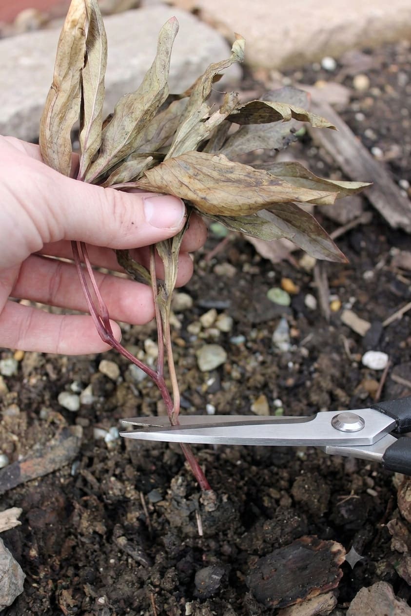 When to Cut Back Peonies