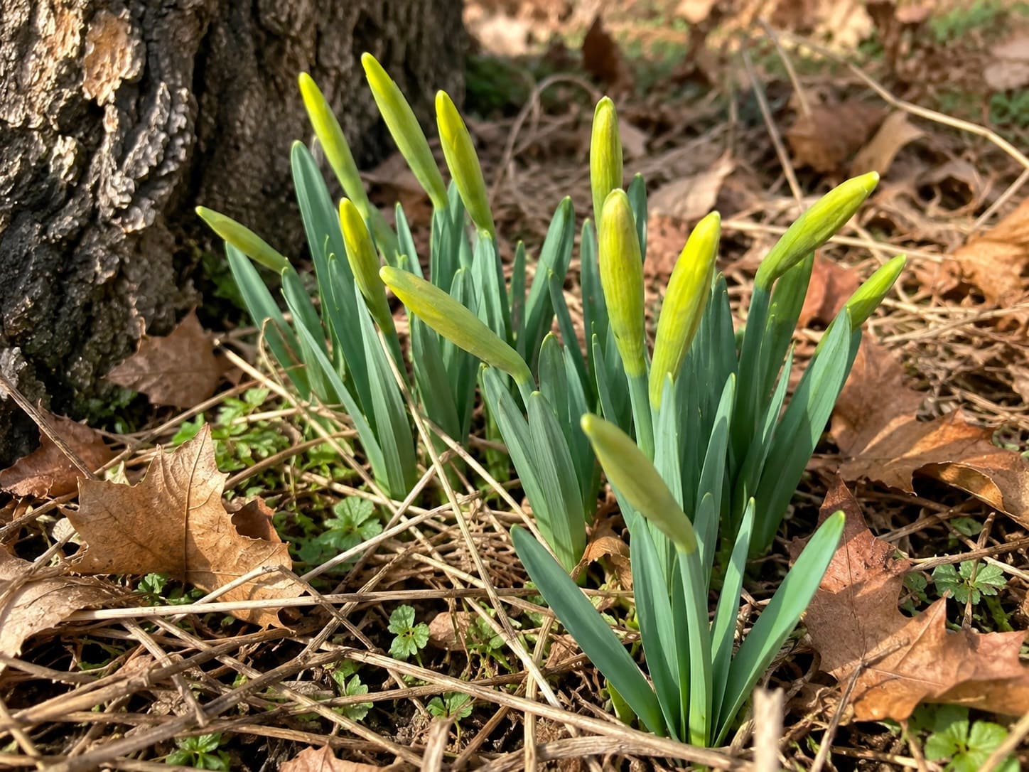 When to cut Daffodils