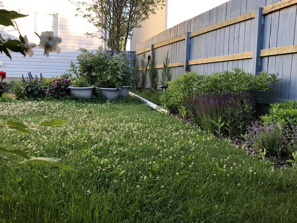 clover-grass mix