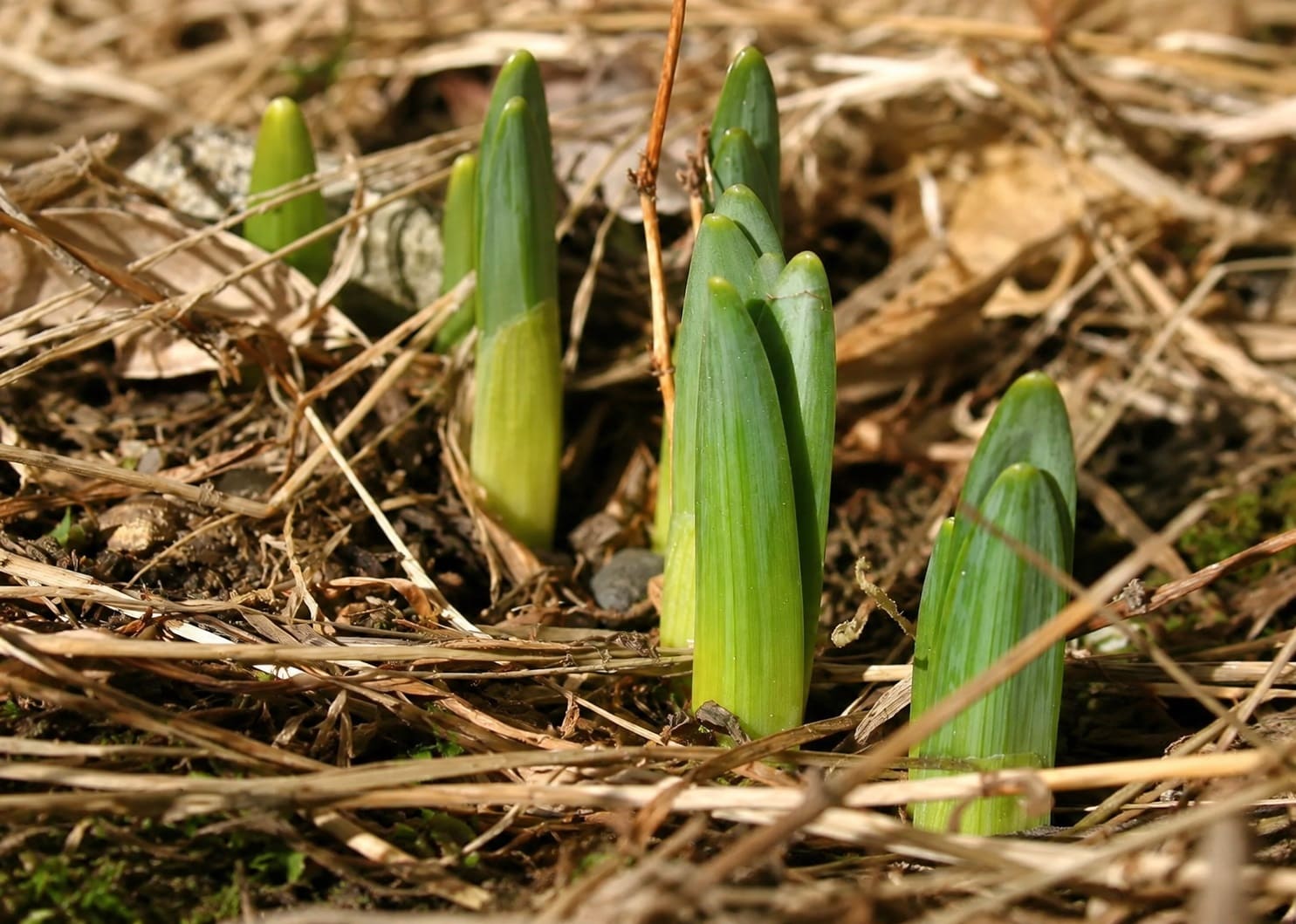 green Daffodil tips break the surface