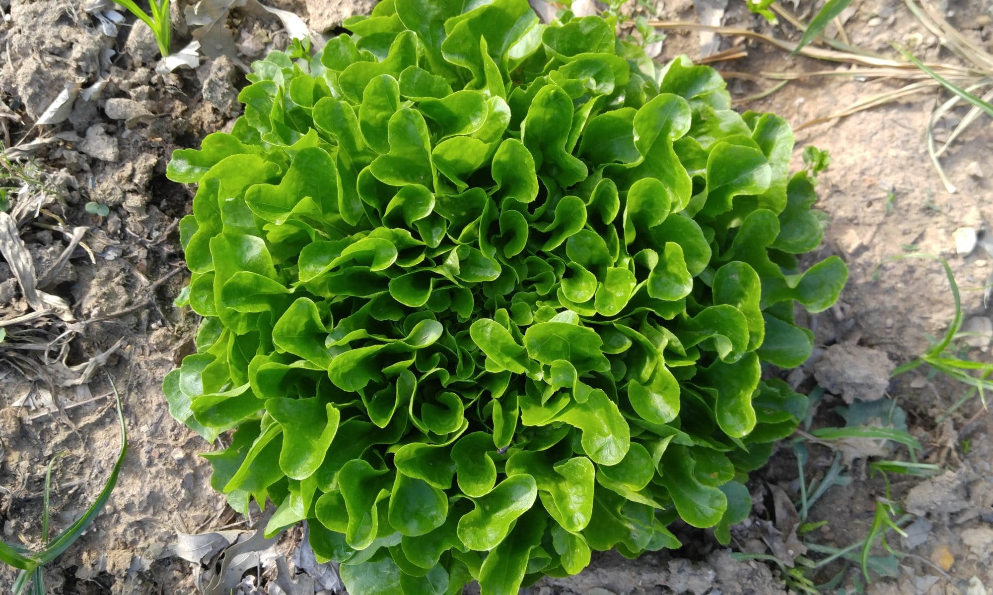 oakleaf lettuce