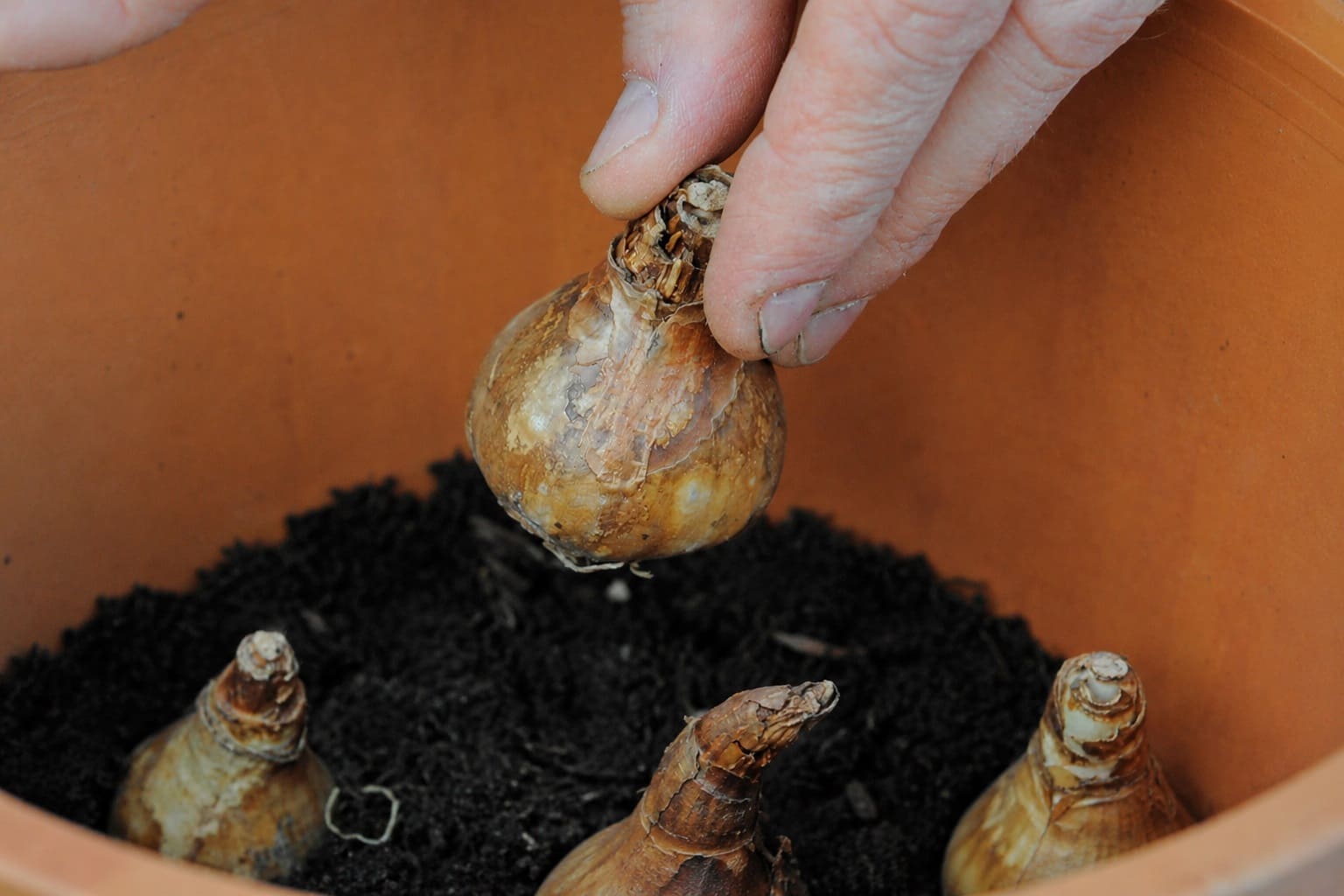 planting Daffodil Bulbs in a pot
