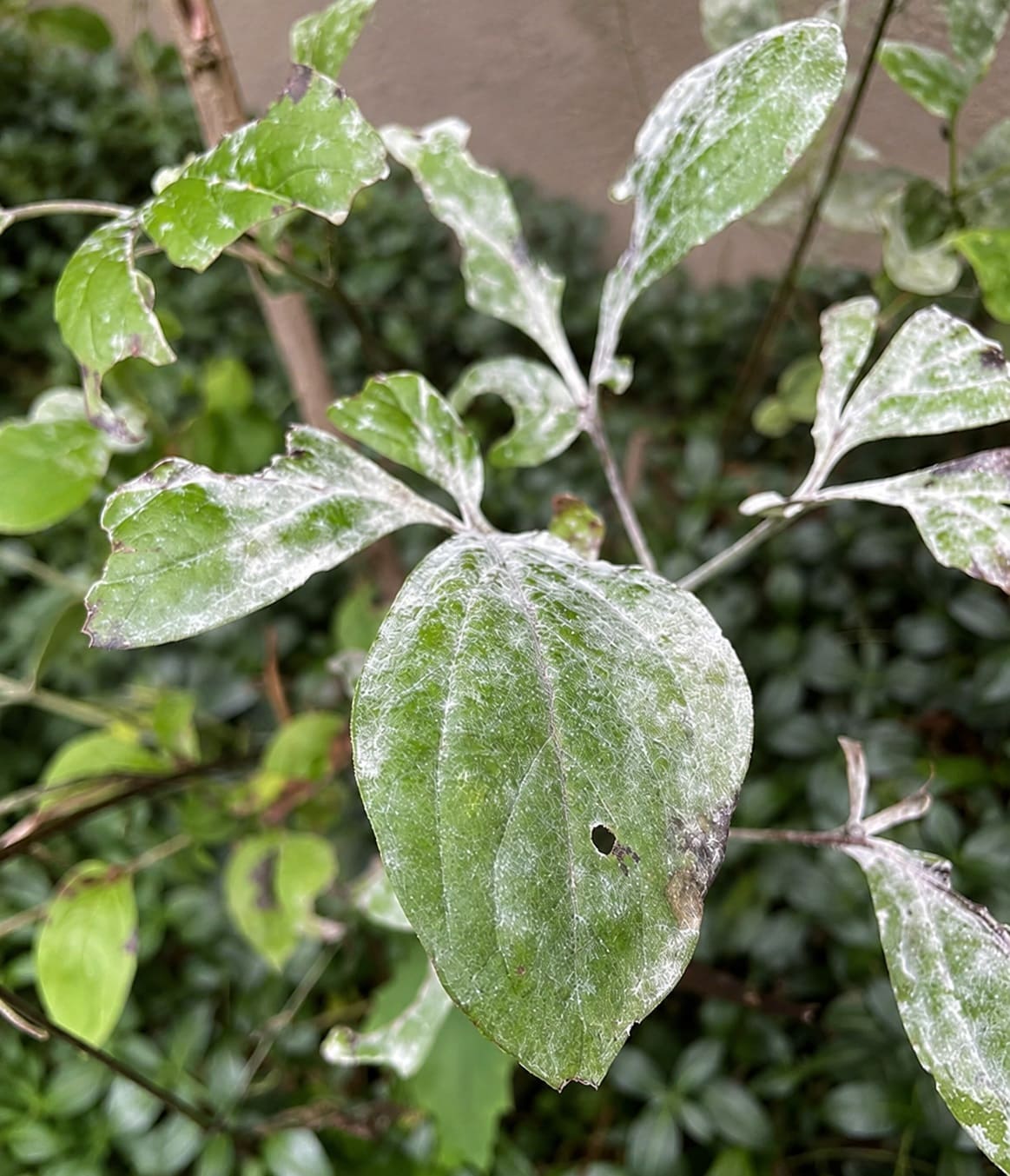 powdery mildew on Peony foliages