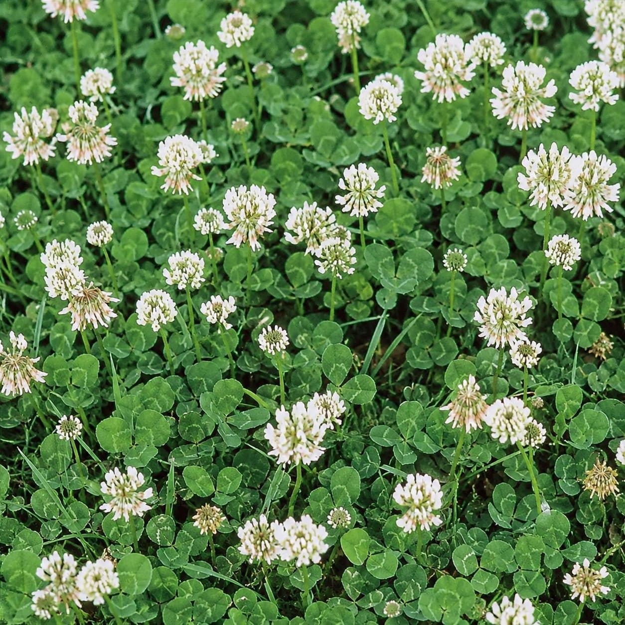 White Dutch clover