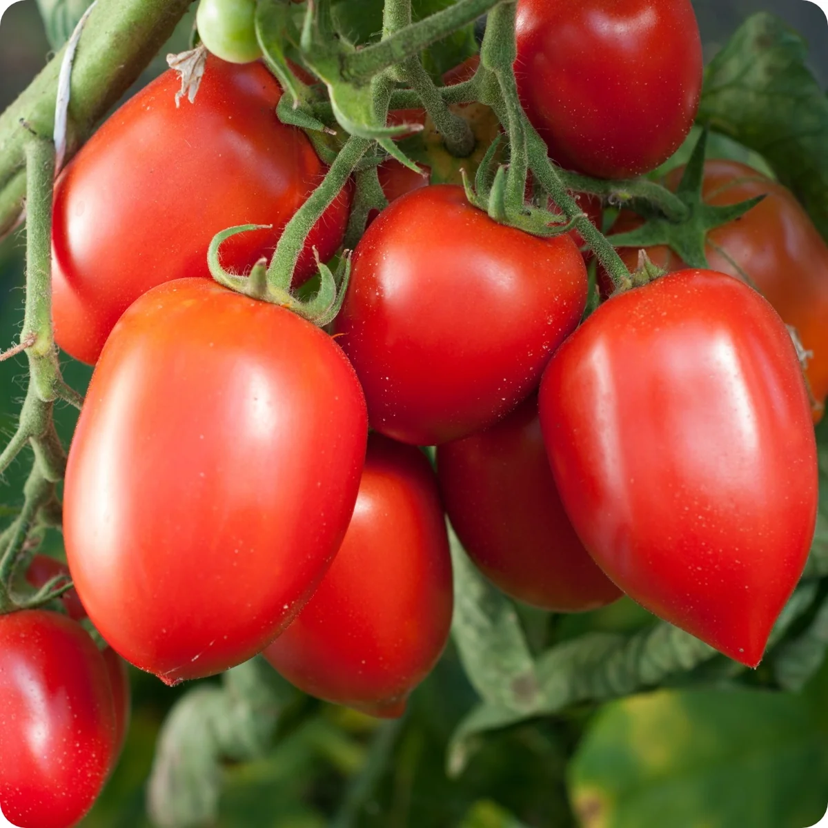 Amish Paste Tomatoes