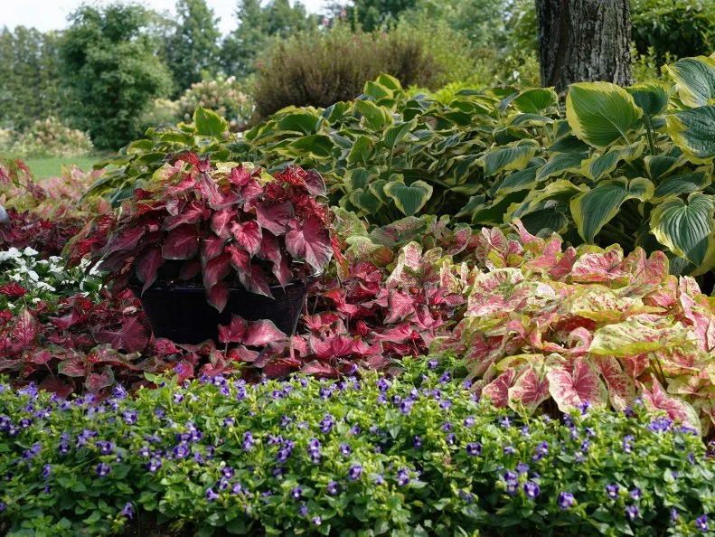 Bold foliage flower bed