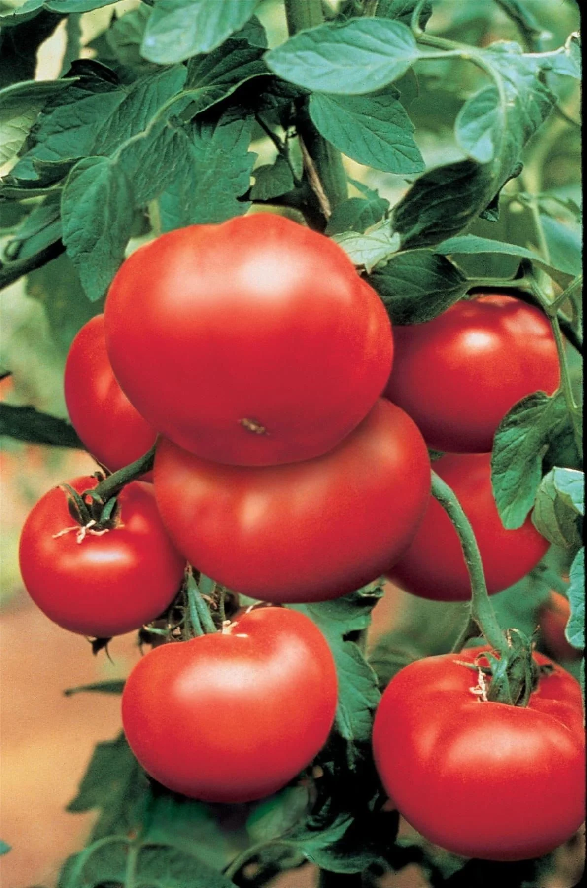 BushSteak Tomatoes