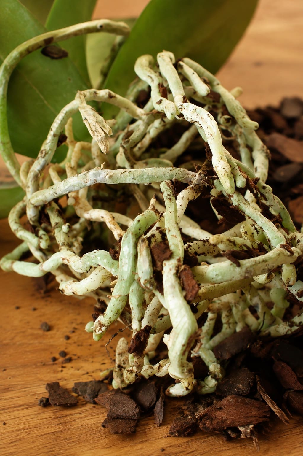Clear away the old orchid mix