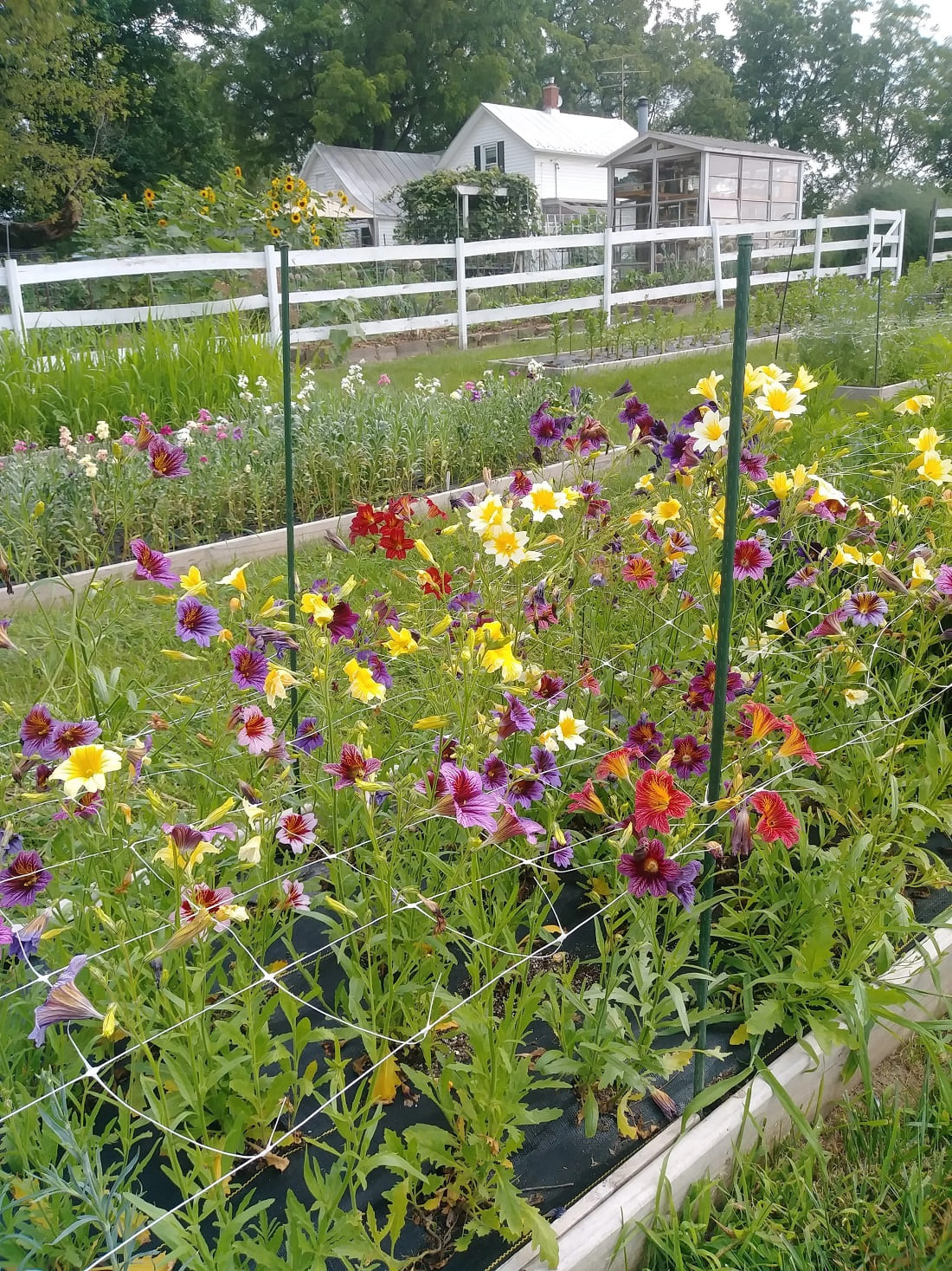 Cut-flower row