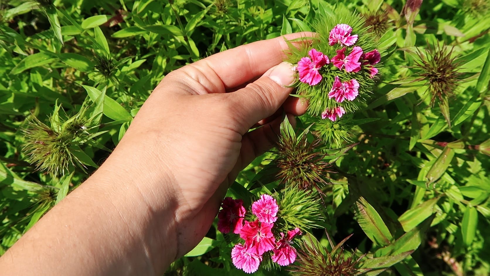 Cutting sweet William