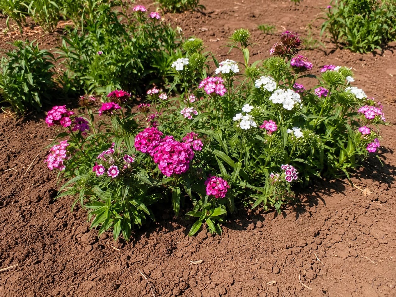 Feeding Sweet William