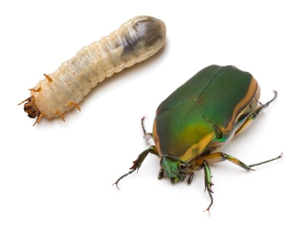 Green June beetle larva and adult