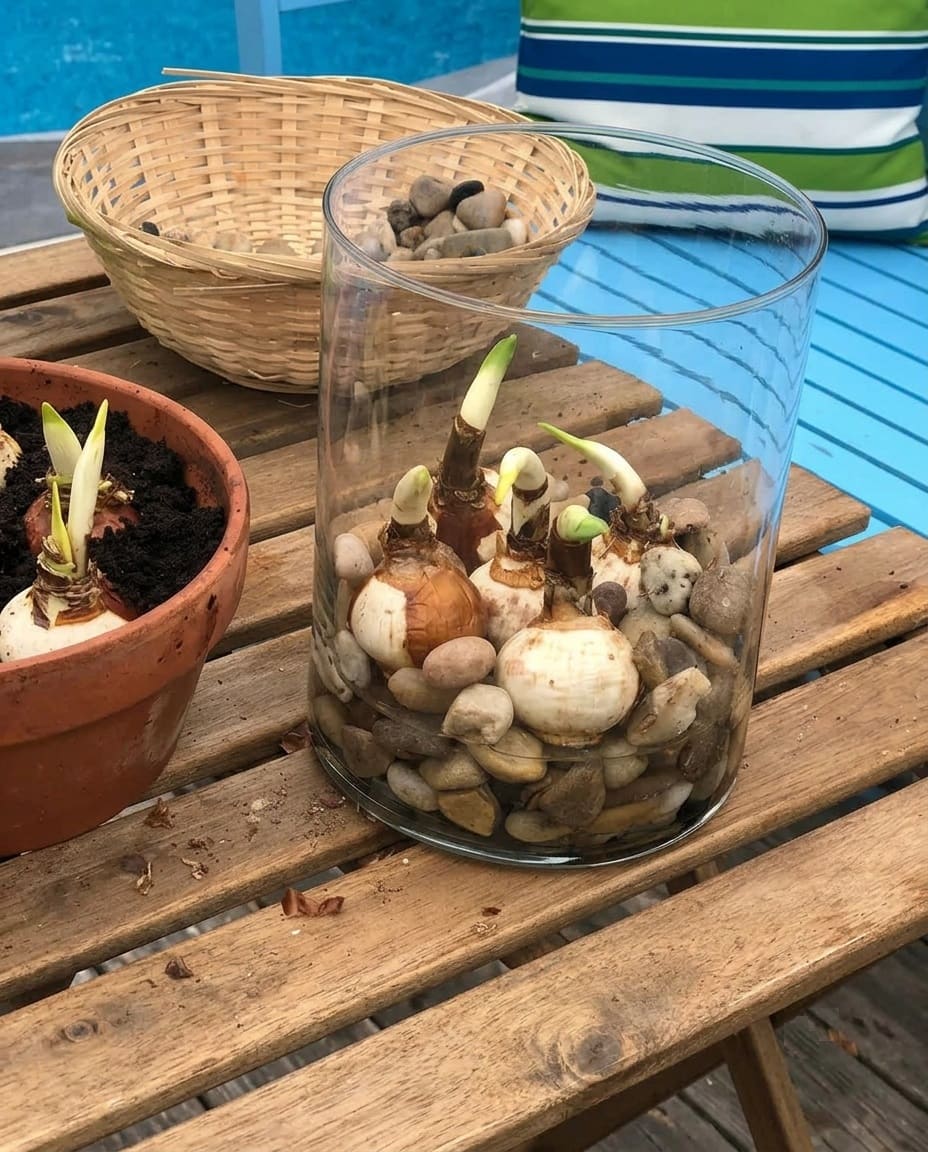 Growing Paperwhites in clear glass
